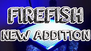 FIREFISH  New Addition [upl. by Frederigo]