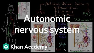 Autonomic nervous system  Organ Systems  MCAT  Khan Academy [upl. by Francene]