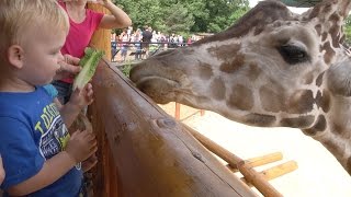 Giraffe Feeding Station at Como Zoo [upl. by Lamont]