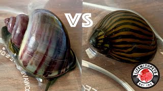 Which Snail is BEST at Removing Algae [upl. by Onida]