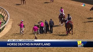 12th horse dies in Maryland racing [upl. by Ennairek]