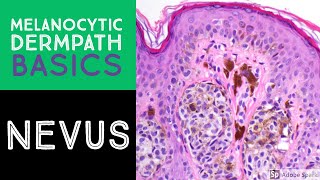 Histology of a Nerve [upl. by Nolyat]