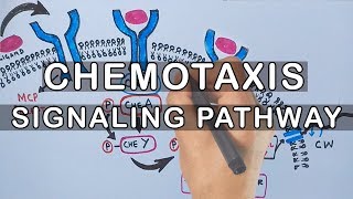 Chemotaxis  Signaling Pathway in Bacteria [upl. by Meara]