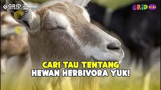 Apa Itu Hewan Herbivora [upl. by Akimak]