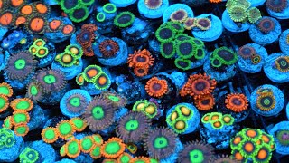 Zoanthid Identification  35 Different Types  CloseUp 4k Ultra HD [upl. by Avron]