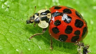 Ladybug Eats An Aphid And Thwarts An Ant Attack [upl. by Aikem]