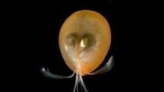 Facts Ostracods [upl. by Hafeetal]