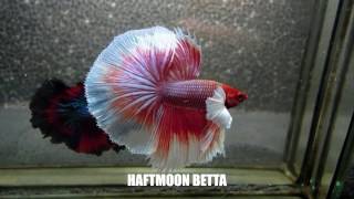 Most Beautiful Types of Betta Fish  Betta Fish Names [upl. by Macmullin865]