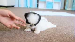 Cute Teacup Puppy Shih Tzu [upl. by Icart]