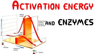 Activation energy and Enzymes Animation [upl. by Boorman]