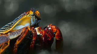 Crab vs Eel vs Octopus  Blue Planet II  BBC Earth [upl. by Ahsimit]