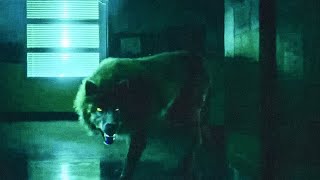 legacies 3x10 Werewolf Transformation Scene [upl. by Heinrich290]