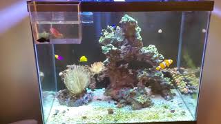 Acclimating Freshwater Mollies to Reef Tank 🆒 [upl. by Shippee]