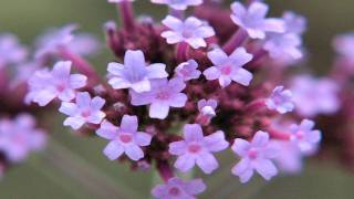 Gardening Tips  How to Grow Verbena [upl. by Adnala949]