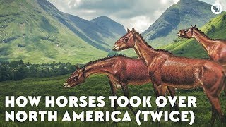 How Horses Took Over North America Twice [upl. by Parker112]