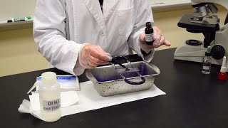 How to Perform a Simple Stain  MCCC Microbiology [upl. by Eboh631]