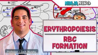 Hematology  Erythropoiesis Red Blood Cell Formation Part 1 [upl. by Coward]