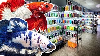 TINY fish store sells OVER 900 COLORFUL BETTA FISH [upl. by Akkire948]