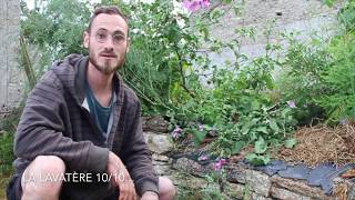 10 plantes pour le paillage en permaculture 1010  La Lavatère [upl. by Attenad]