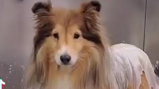 Adorable Sheltie  Senior Shetland Sheepdog [upl. by Emeric143]