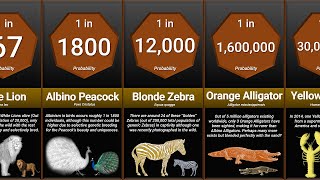 Probability Comparison Rarest Animal [upl. by Mccreery649]