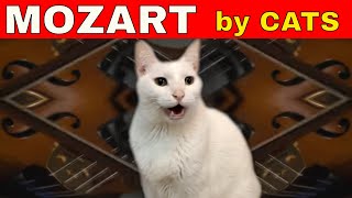 Cats Sing Classical Music  Mozart  Eine Kleine  Cats Version [upl. by Manson419]