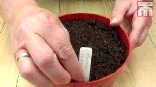 How to sow tomato seeds video with Thompson amp Morgan [upl. by Danika94]