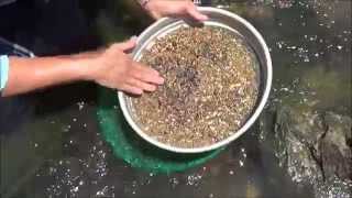 How to Sieve for Gemstones  Sapphires and Zircon  Liz Kreate [upl. by Naras]