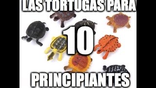 LAS 10 TORTUGAS PERFECTAS PARA PRINCIPIANTES [upl. by Nehtan]