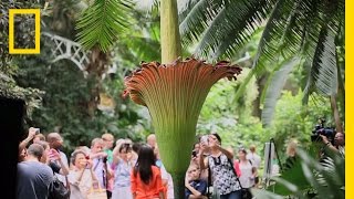 The Corpse Flower Behind the Stink  National Geographic [upl. by Manthei]