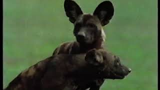 African Wild Dogs A Tale of tow sisters by Alan Root 1990 [upl. by Shyamal]