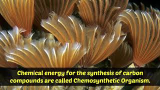 Chemosynthesis [upl. by Eneroc]