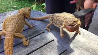 Bearded Dragons Fighting HD Slo Mo [upl. by Enaled522]