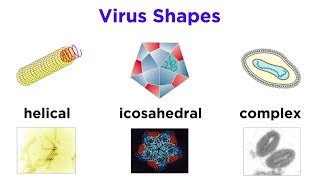 Introduction to Virology and Viral Classification [upl. by Lakin580]