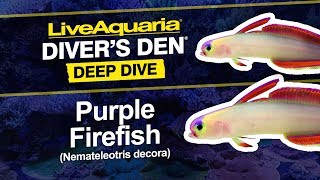 LiveAquariaÂ® Diverâ€™s DenÂ® Deep Dive Purple Firefish Nemateleotris decora [upl. by Netsoj]