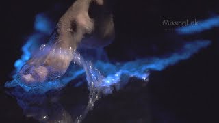 Mesmerising bioluminescent plankton rare footage [upl. by Ainoz]