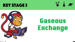 Gaseous Exchange [upl. by Regnig103]