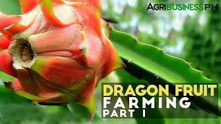 Dragon fruit farming in the Philippines  Dragon fruit farming Part 1 Agribusiness [upl. by Amalita]