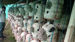 Mushroom Cultivation in india [upl. by Joeann]