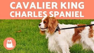 Cavalier King Charles Spaniel  CHARACTERISTICS and CARE [upl. by Ettenwahs]