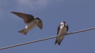 Swallows in Flight amp in SLO MO SquabblingNARRATED [upl. by Ailene]