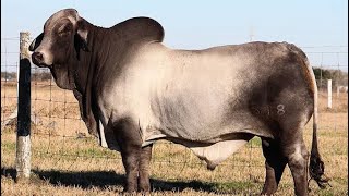 5 Best Cattle Breeds In South Africa [upl. by Aitak469]