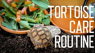 Tortoise Daily Care Routine  Feeding Time [upl. by Jamaal]