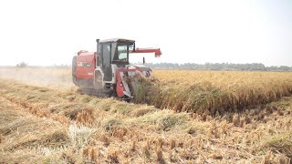 Reviving the Basmati Rice Farming Industry in Pakistan [upl. by Ahsenav]