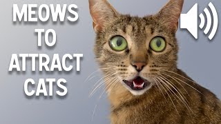 Sounds that attract cats  Meow to make cats come to you [upl. by Schroeder176]