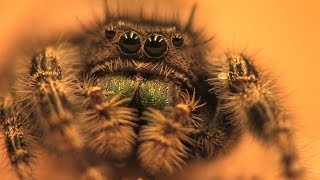 Hearing in a jumping spider [upl. by Cristiona]