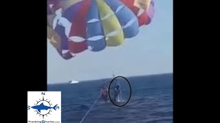 First known shark attack while parasailing [upl. by Sueahccaz]