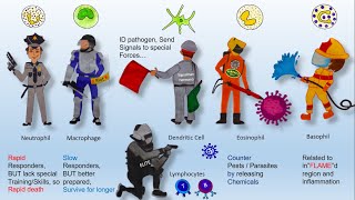 Functions of WBCs  White Blood Cells [upl. by Naasah]