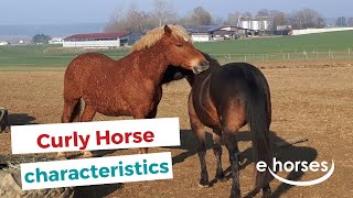 Curly Horse  characteristics origin amp disciplines [upl. by Puff961]