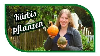 Kürbis erfolgreich anbauen 🎃 Hokkaidokürbis richtig Lagern 🎃 Kürbisgewächse im Gemüsegarten [upl. by Eramal297]